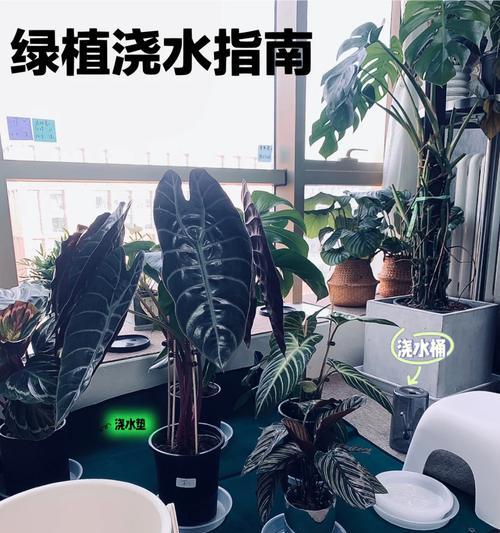 红杨浇水的正确方法有哪些？