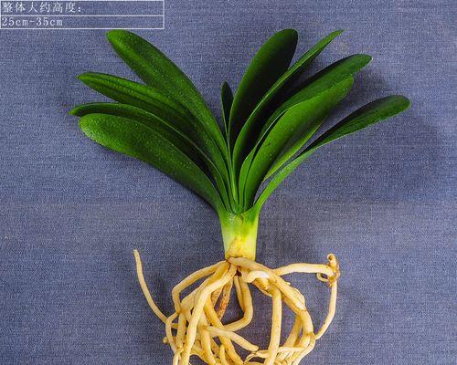君子兰大棵带花盆怎么养？大棵君子兰的养护要点是什么？