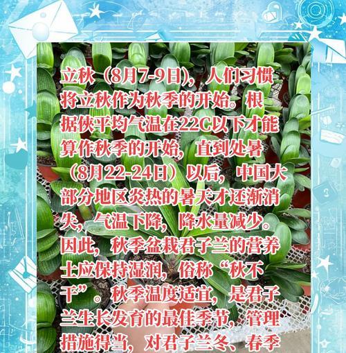 君子兰大棵带花盆怎么养？大棵君子兰的养护要点是什么？
