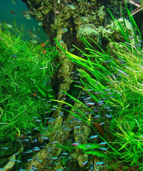 水生植物固定颗粒的种类有哪些？