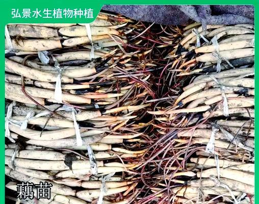 水生植物固定颗粒的种类有哪些？