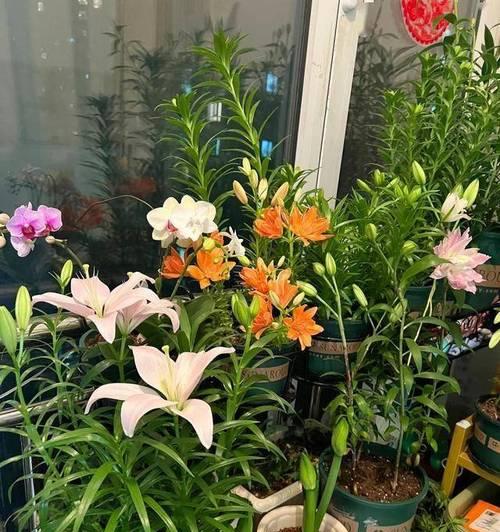 阳台花卉摆放的潜在问题？