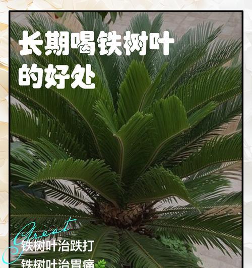 铁树叶子发黄变干是什么原因？如何进行有效处理？