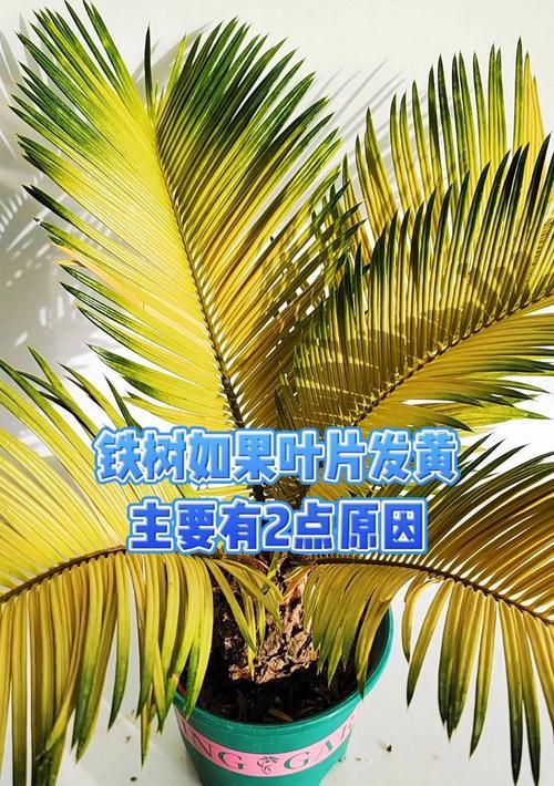铁树叶子发黄变干是什么原因？如何进行有效处理？