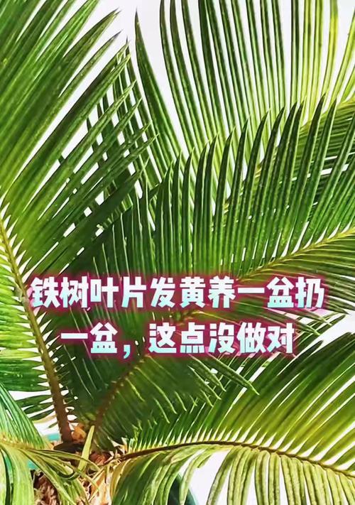 铁树叶子发黄变干是什么原因？如何进行有效处理？