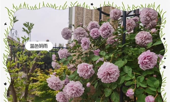 月季爬藤架选择品种的技巧是什么？