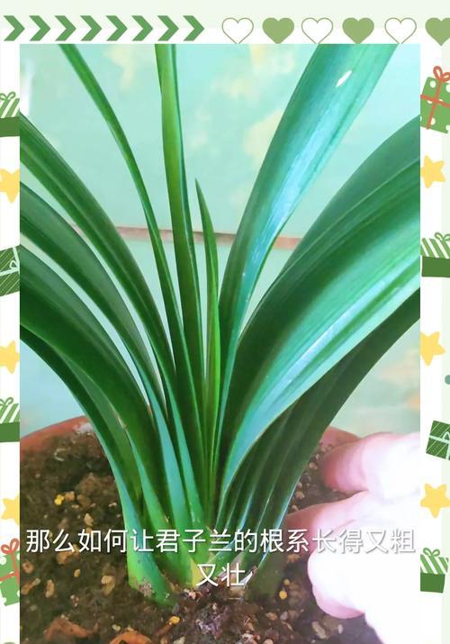 君子兰快速壮根的有效方法是什么？