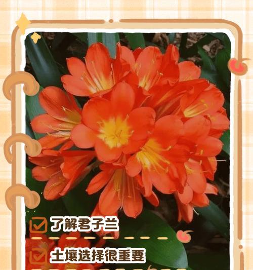 君子兰快速壮根的有效方法是什么？