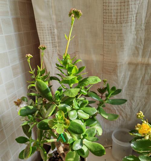 白色花盆阳台适合种什么花？有哪些推荐？