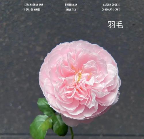 粉色月季发白怎么办？如何恢复其鲜艳色彩？