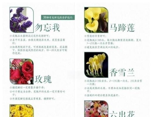 玫瑰花养护的实用技巧和知识是什么？