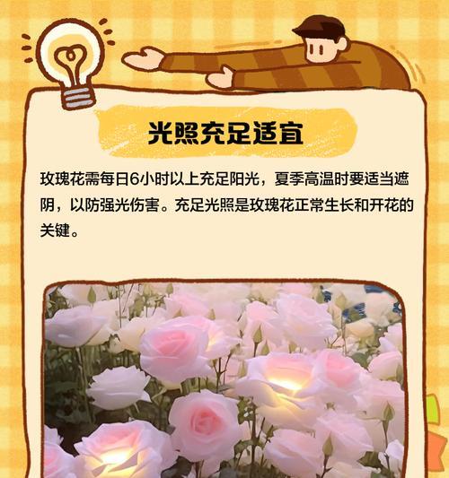 玫瑰花养护的实用技巧和知识是什么？