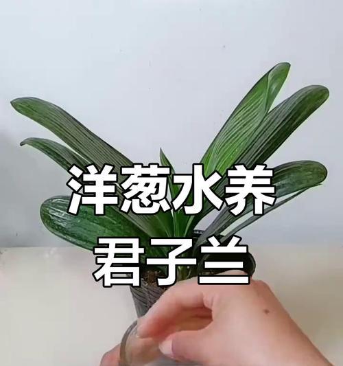 君子兰根部养护的正确方法是什么？
