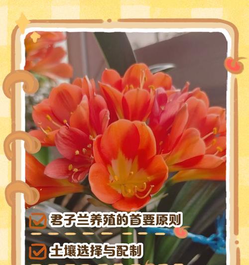 君子兰根部养护的正确方法是什么？
