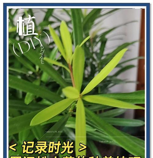 家里罗汉松如何正确浇水？