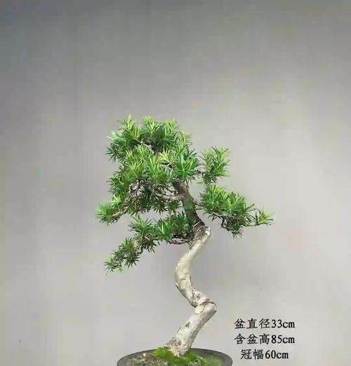 家里罗汉松如何正确浇水？