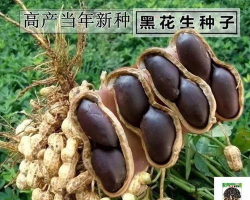 黑花生的最佳播种季节是什么时候？