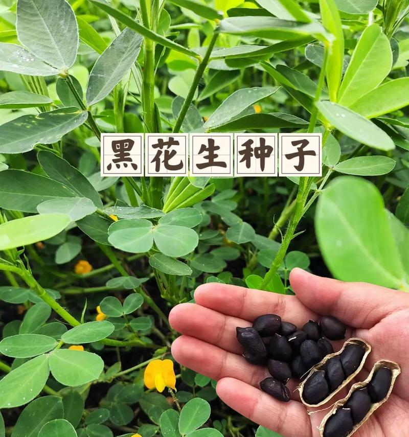 黑花生的最佳播种季节是什么时候？