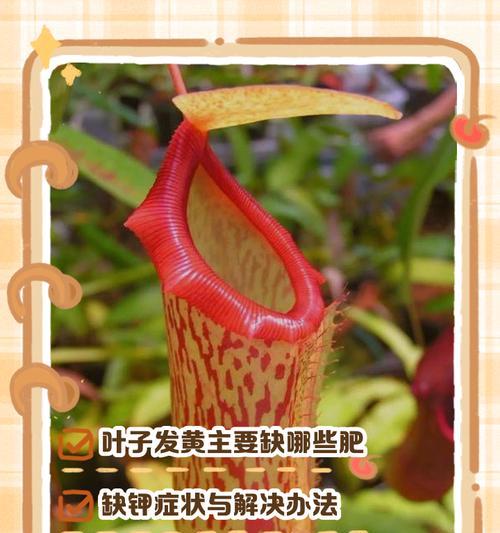 施肥过量导致叶子发黄怎么办？