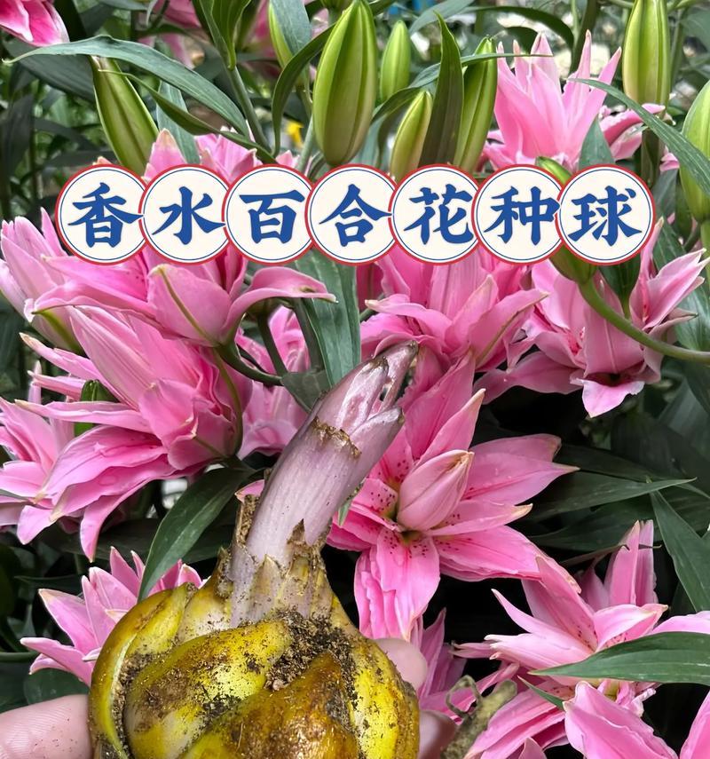 阳台种植百合花应使用哪种肥料？