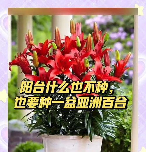 阳台种植百合花应使用哪种肥料？