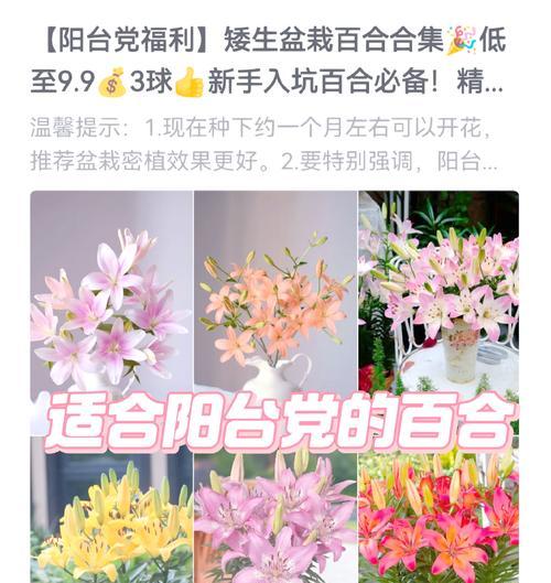 阳台种植百合花应使用哪种肥料？