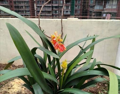 君子兰在北方夏天如何安全过冬？