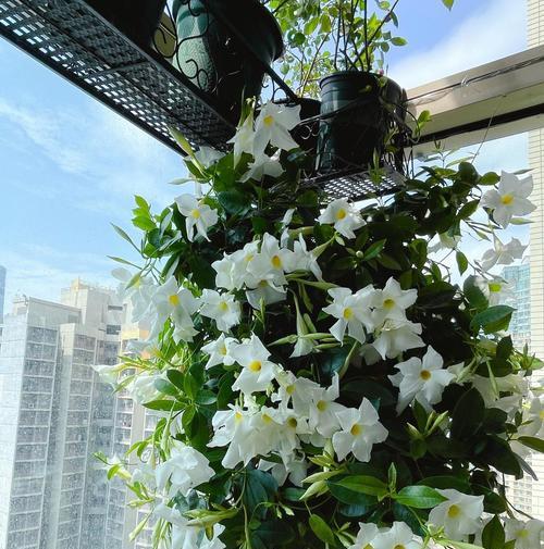什么花阳台上好看？如何选择适合阳台种植的花卉？