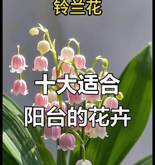 什么花阳台上好看？如何选择适合阳台种植的花卉？
