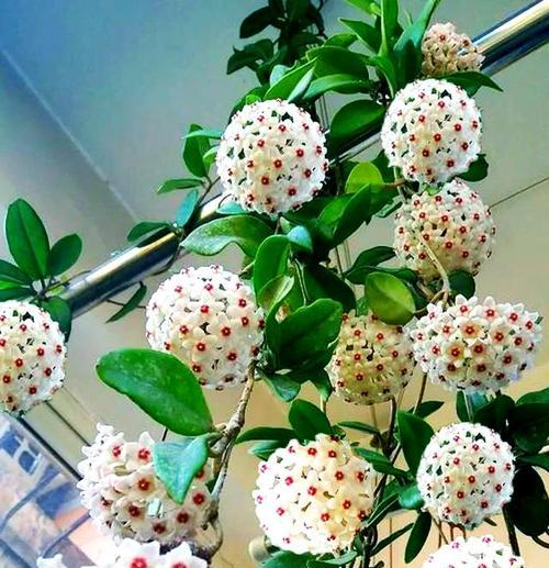 什么花阳台上好看？如何选择适合阳台种植的花卉？