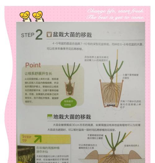 南方冬天月季如何过冬？地栽月季的冬季管理技巧是什么？