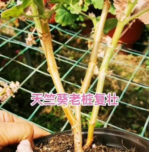 天竺葵换盆时根部处理的正确方法是什么？