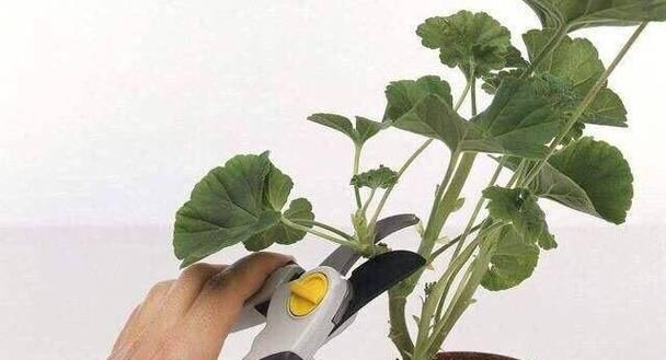 天竺葵换盆时根部处理的正确方法是什么？