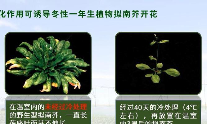 円空铁线莲怎么春化？如何进行春化处理？