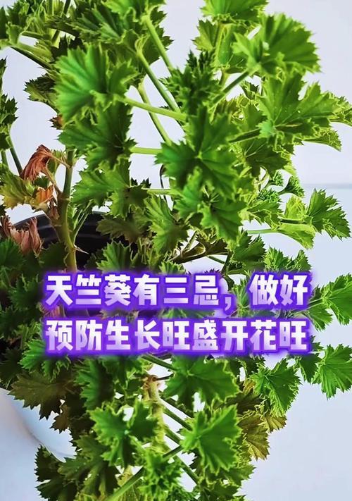 天竺葵不能用瓷盆吗？如何正确养护天竺葵？