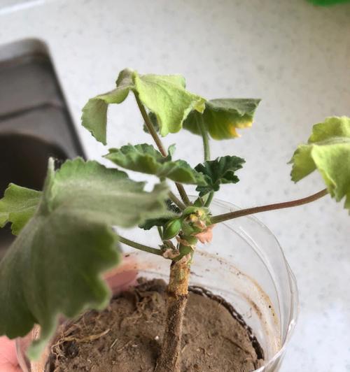天竺葵不能用瓷盆吗？如何正确养护天竺葵？