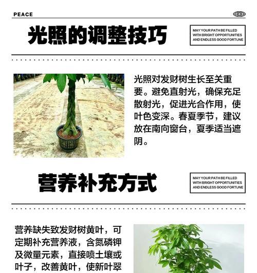 树叶子发黄掉落了怎么处理？如何诊断和解决树木黄叶问题？