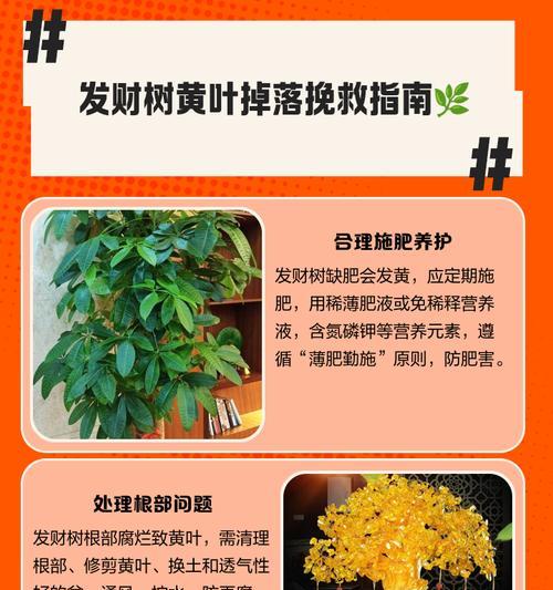 树叶子发黄掉落了怎么处理？如何诊断和解决树木黄叶问题？