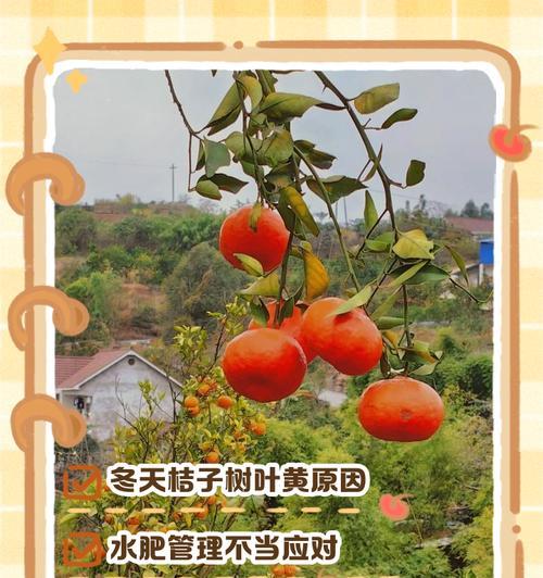 树叶子发黄掉落了怎么处理？如何诊断和解决树木黄叶问题？