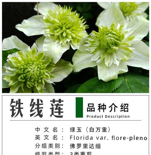 铁线莲分类标准是什么？如何判断其类别？