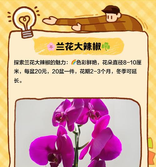 蝴蝶兰大辣椒叶子发黄怎么补救？