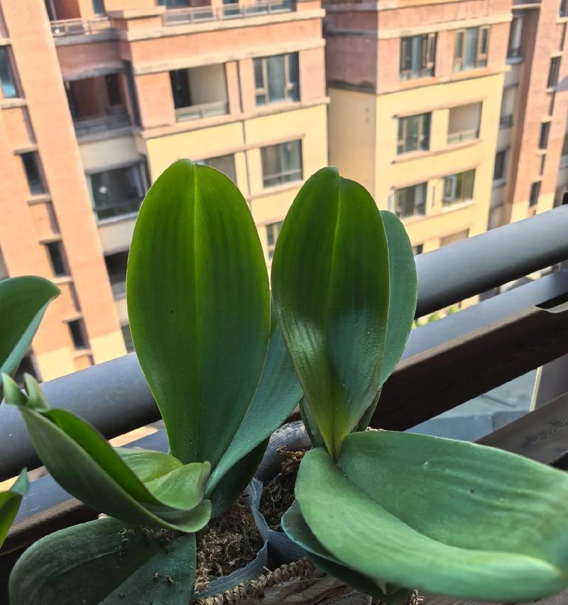 蝴蝶兰大辣椒叶子发黄怎么补救？