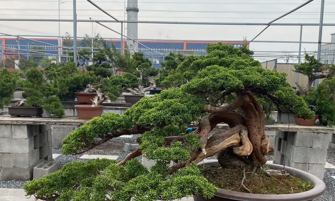 迎客松盆景户外养护的正确方法是什么？