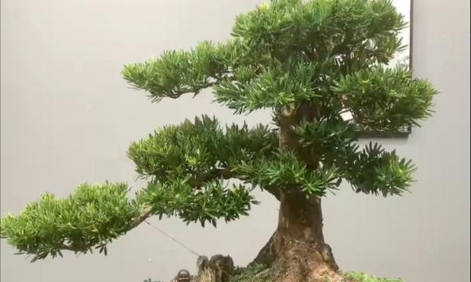 迎客松盆景户外养护的正确方法是什么？