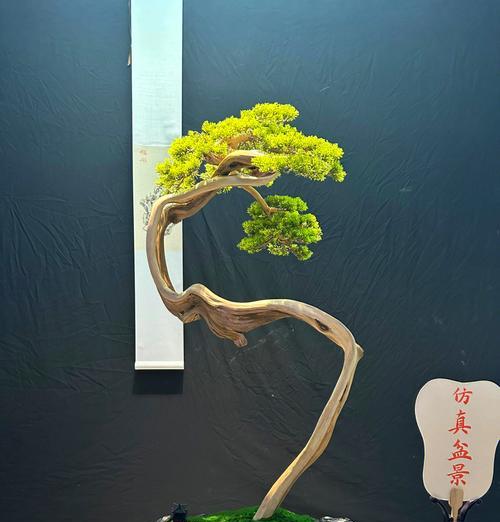 迎客松盆景户外养护的正确方法是什么？
