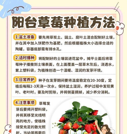 天狼草莓栽培技术要点？栽培天狼草莓需要注意什么？