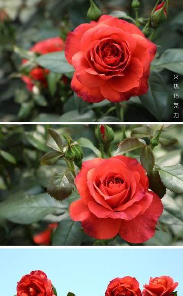 天狼草莓栽培技术要点？栽培天狼草莓需要注意什么？