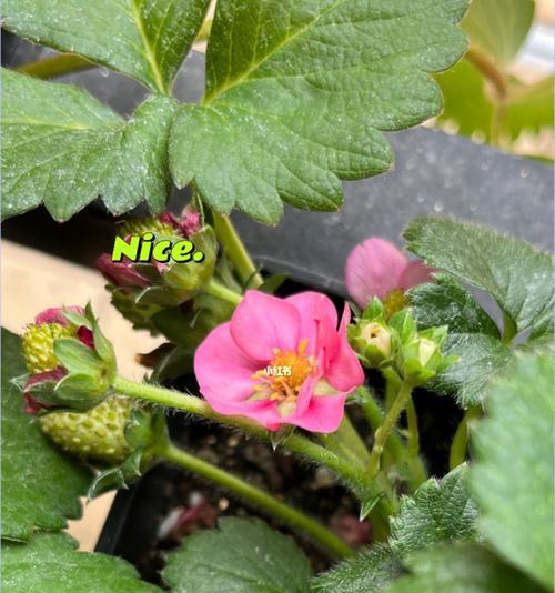 天狼草莓栽培技术要点？栽培天狼草莓需要注意什么？