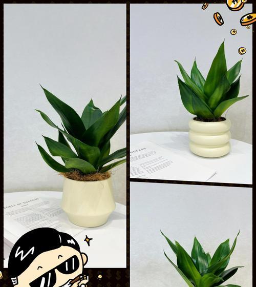 虎掌观赏植物有哪些？如何进行有效养护？