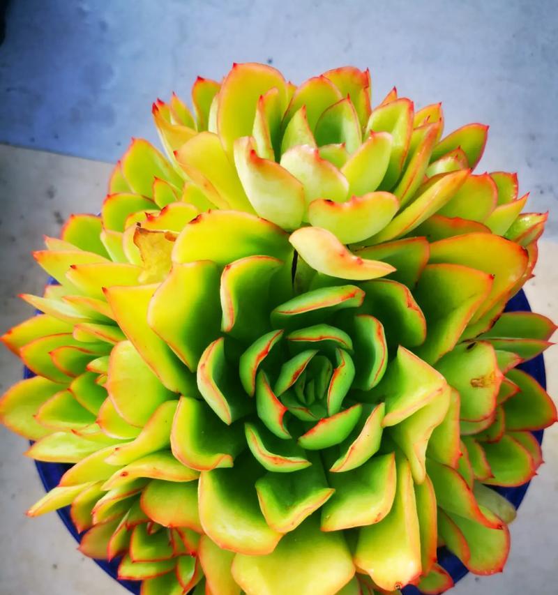 虎掌观赏植物有哪些？如何进行有效养护？
